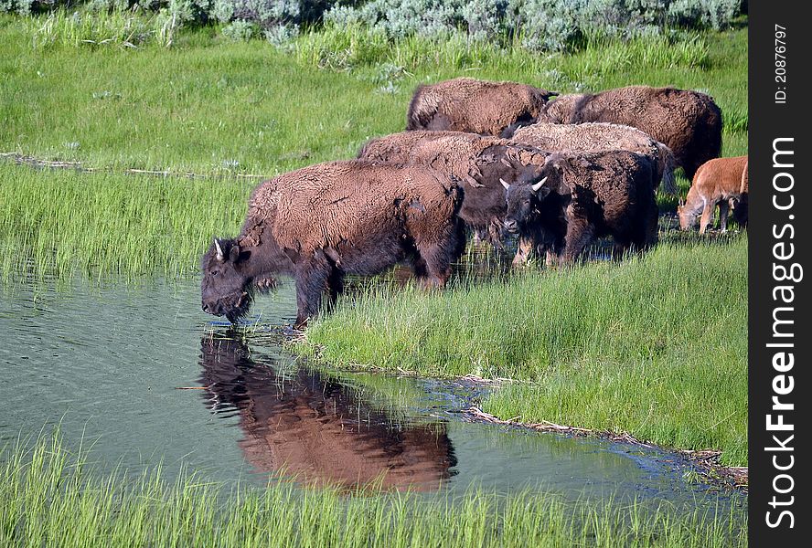 A herd of buffalo at a watering hole. A herd of buffalo at a watering hole