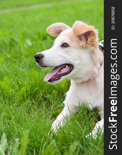 Golden retriever puppy lying on green meadow. Golden retriever puppy lying on green meadow