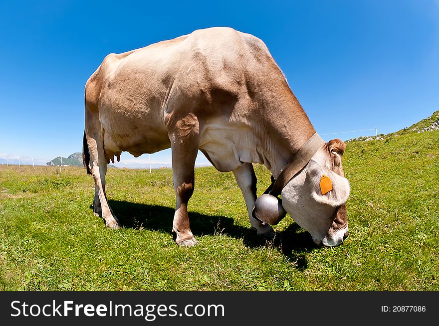 Brown-white cow grazing on the alp