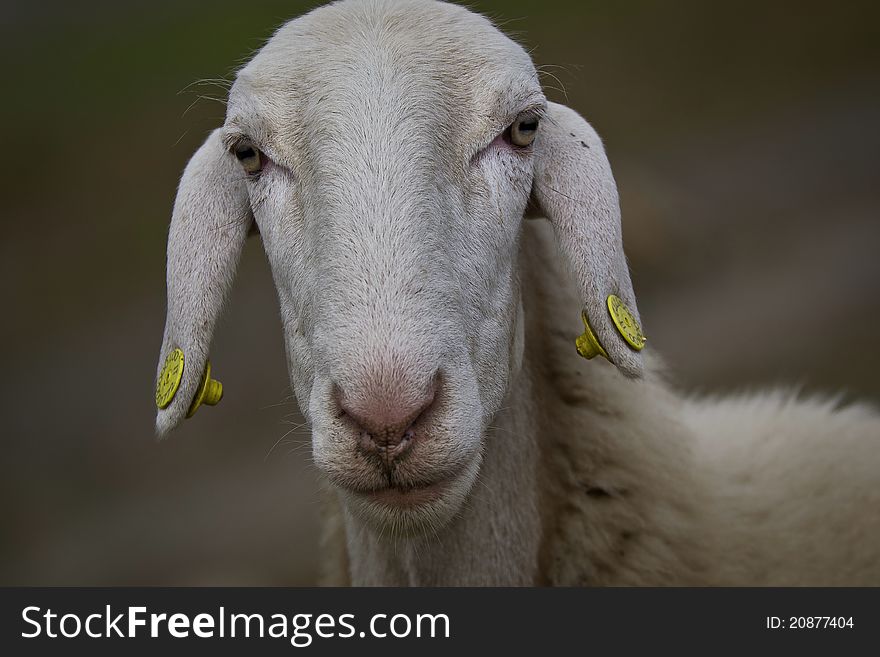 Sheep Close Up