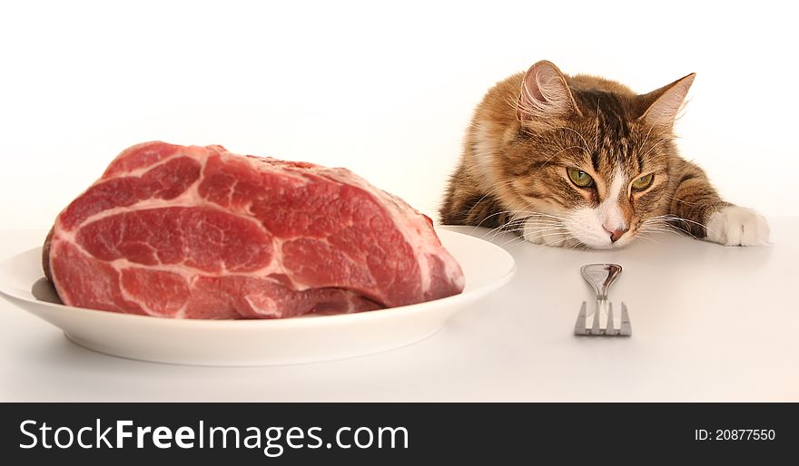 Young cat eating red meat. Young cat eating red meat