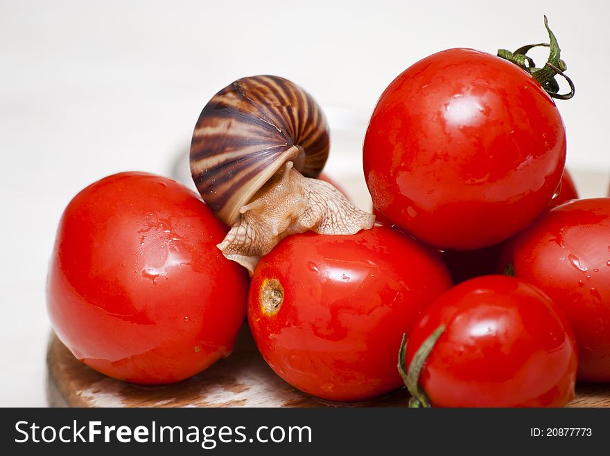 Achatina snail sitting on red tomatoes