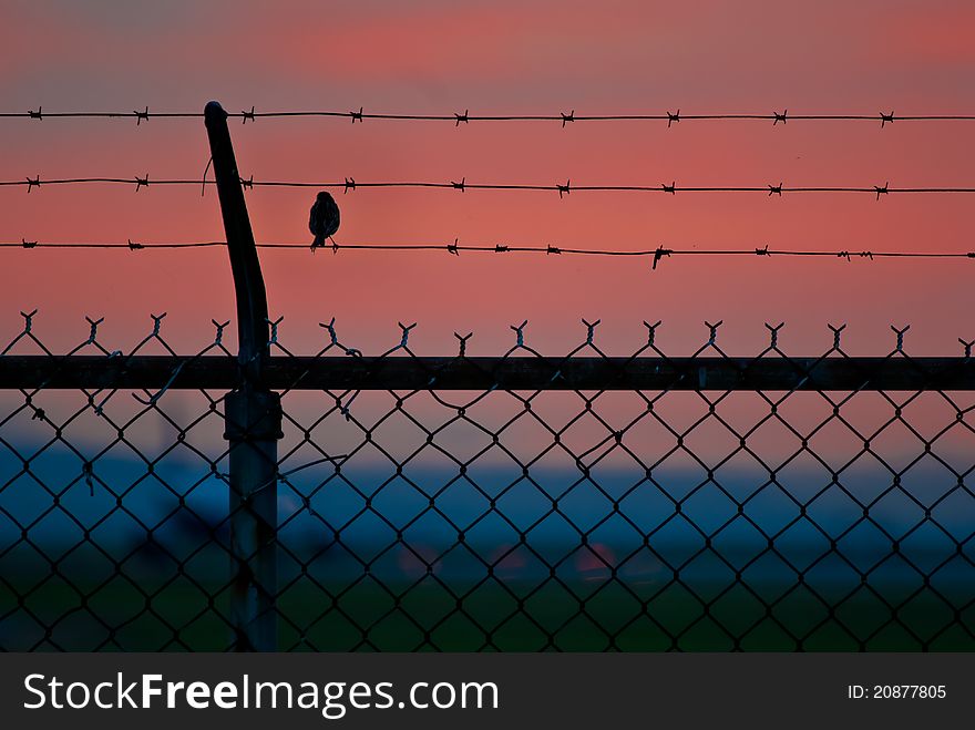 A bird on a barbed wire fence at dusk. A bird on a barbed wire fence at dusk.