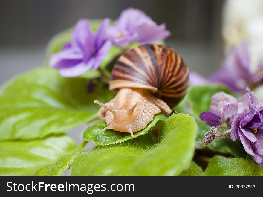 Snail sitting on a piece of violet
