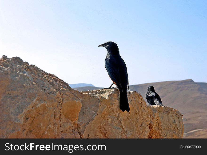 Black bird examine space on a background of majestic deserted mountains in area of the dead sea. Black bird examine space on a background of majestic deserted mountains in area of the dead sea.