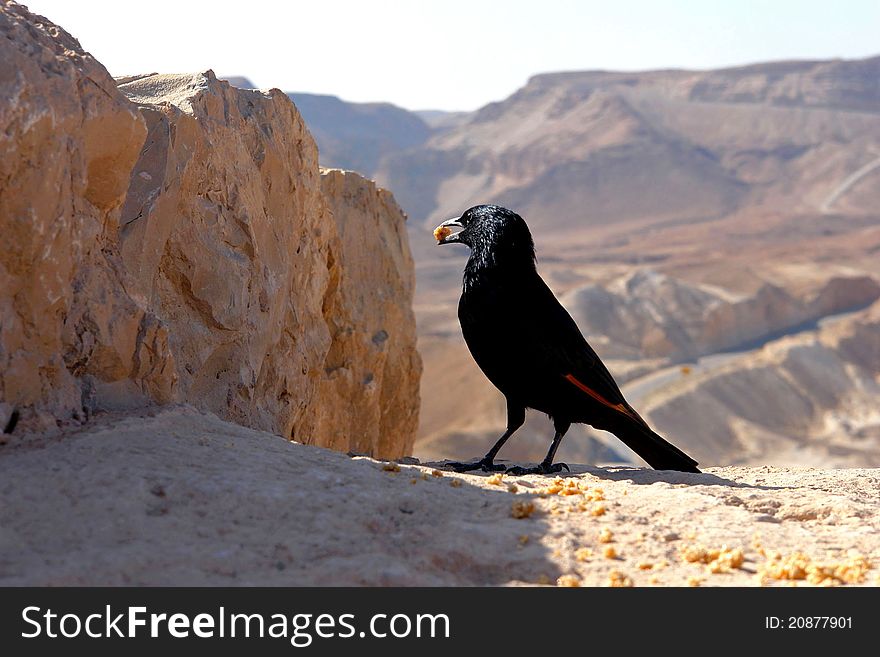 Black bird has dinner on a background of majestic deserted mountains in area of the dead sea. Black bird has dinner on a background of majestic deserted mountains in area of the dead sea.
