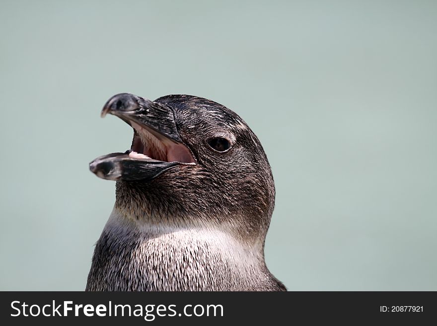 African Penguin also called Jackass Penguin