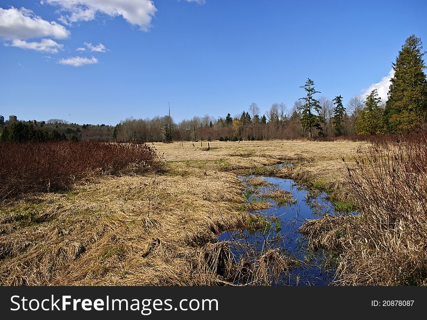 Spring Marsh Land around Deer Lake Park