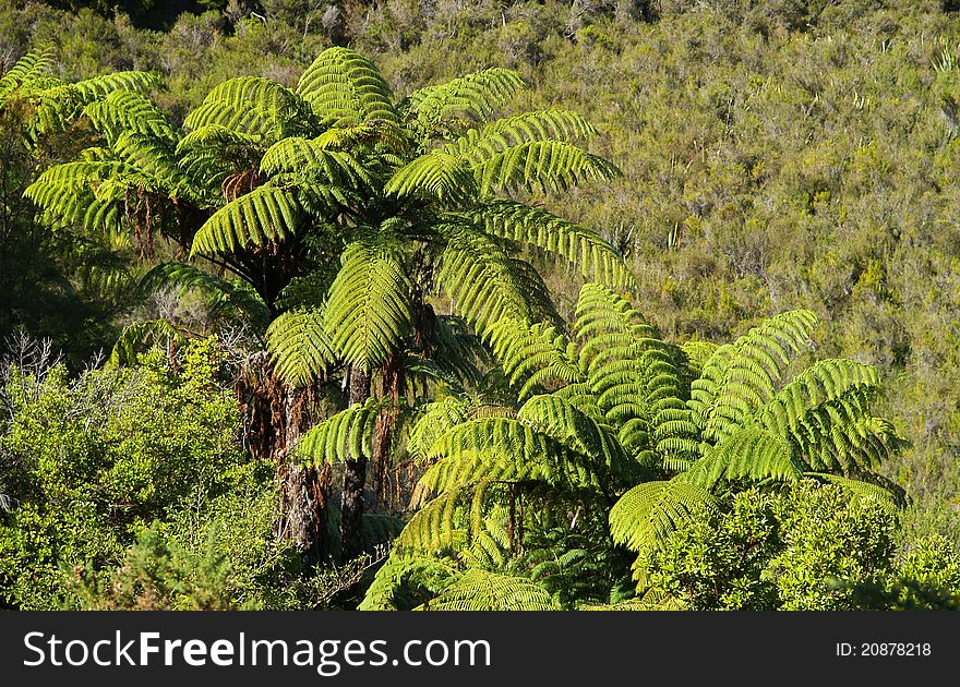 Big fern tree, Abel Tasman, New Zealand