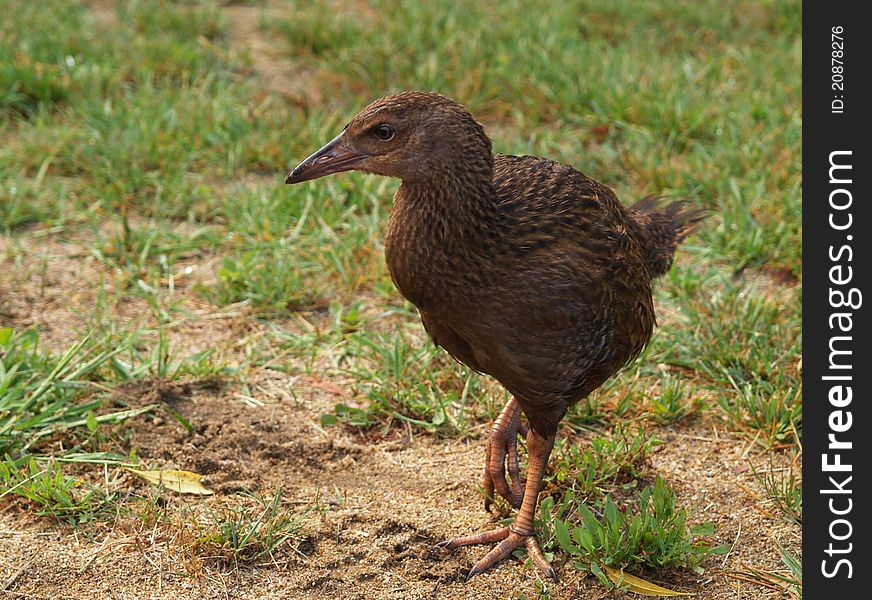 Weka bird, Abel Tasman, New Zealand