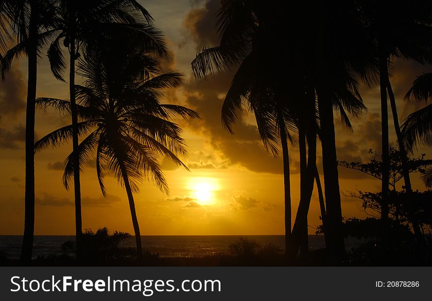 Sunrise With Palm Trees