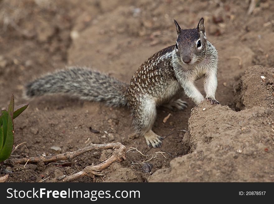 Small ground squirrel looking for food