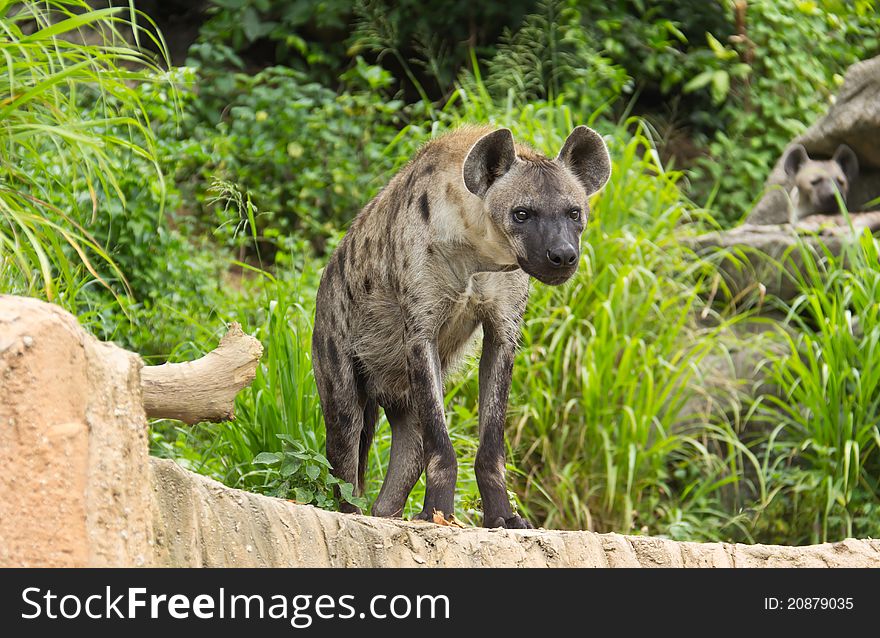 Spotted Hyena in open zoo