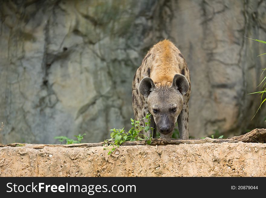 Spotted Hyena in open zoo