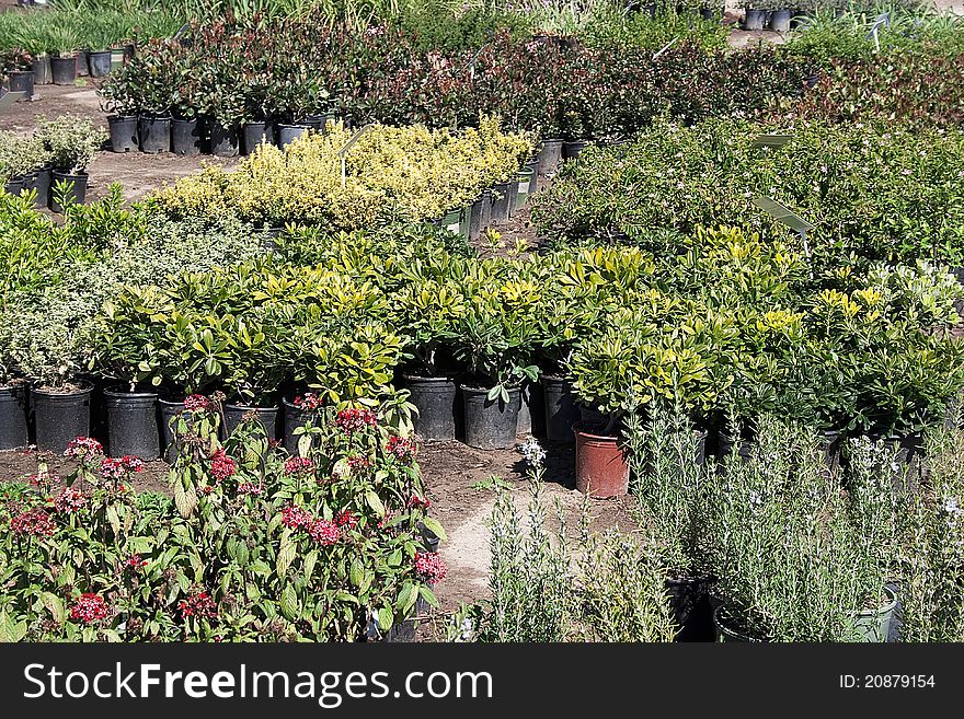 Plants used in land and garden decoration. Plants used in land and garden decoration.