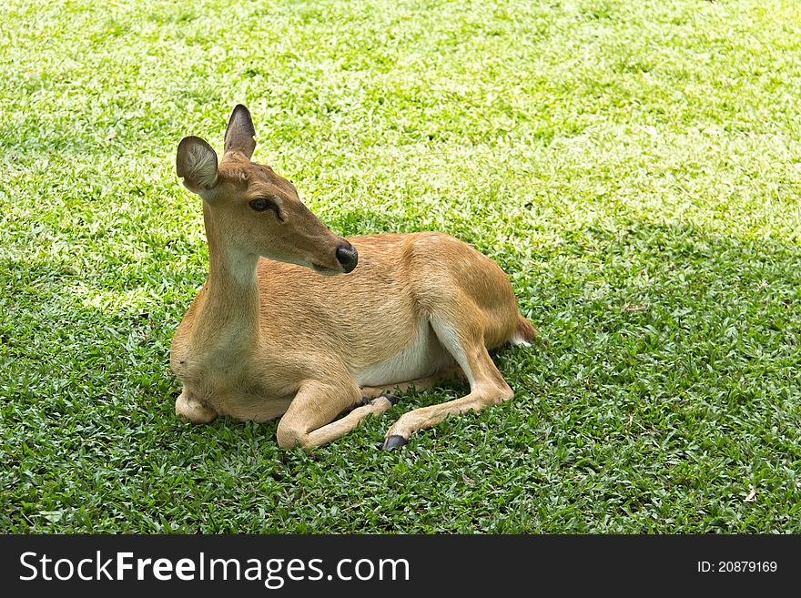 Antelope or Eld's Deer in open zoo