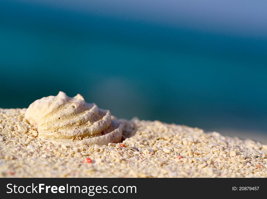 Sea shell on the sand, close-up shallow focus. Sea shell on the sand, close-up shallow focus