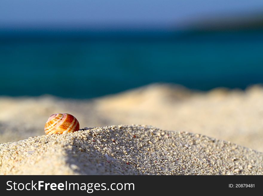 Sea shell on the beach, shallow focus. Sea shell on the beach, shallow focus