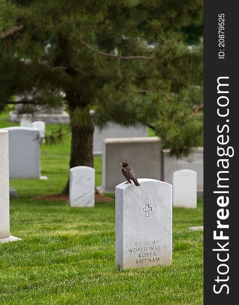 A small robin sits quietly on a Military tombstone, at a military Cemetery. A brave soldier who fought in VIetnam, WW2, and Korea. A small robin sits quietly on a Military tombstone, at a military Cemetery. A brave soldier who fought in VIetnam, WW2, and Korea.