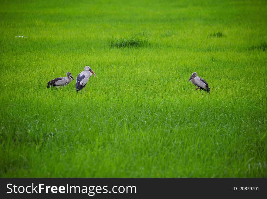 Three egrets feeding in green grass field. Three egrets feeding in green grass field