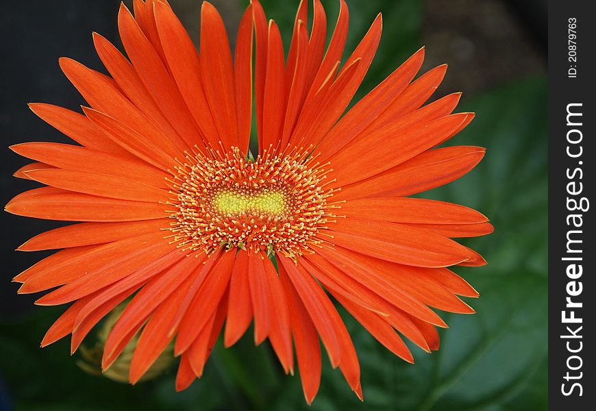 Smile Gerbera : When I see this flower photo , I think it smile to me.