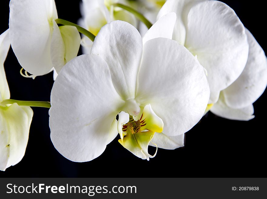White orchid isolated on solid black background