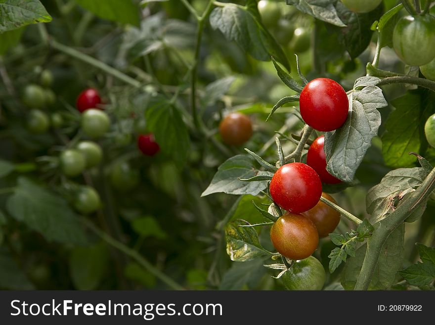 Cherry Tomatoes growing on plants