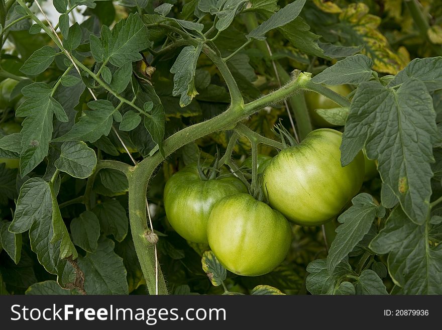 Tomatoes growing on the plants