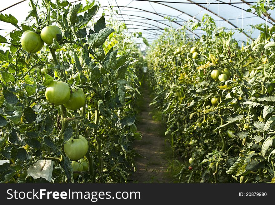 Tomatoes growing on the plants