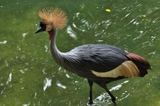 Grey Crowned Crane Royalty Free Stock Images Grey Crowned Crane Royalty Free Stock Images