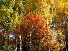 Autumn Trees And Blue Sky Royalty Free Stock Images