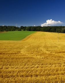 Green And Yellow Field Royalty Free Stock Photography Green And Yellow Field Royalty Free Stock Photography