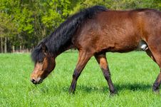Beautiful Horse Stock Photography