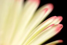 Close-up Of Gerber Petals Stock Photography Close-up Of Gerber Petals Stock Photography