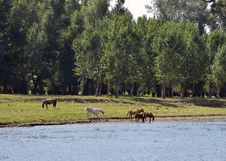 Pony Near River Stock Photography