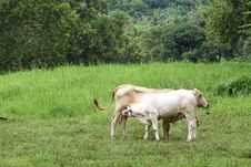 Two Thai Cows In Grass Land Stock Images Two Thai Cows In Grass Land Stock Images