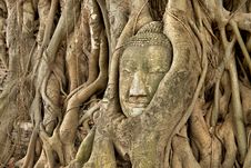 Head Of Sandstone Buddha In Roots Of Banyan Tree Stock Photo Head Of Sandstone Buddha In Roots Of Banyan Tree Stock Photo