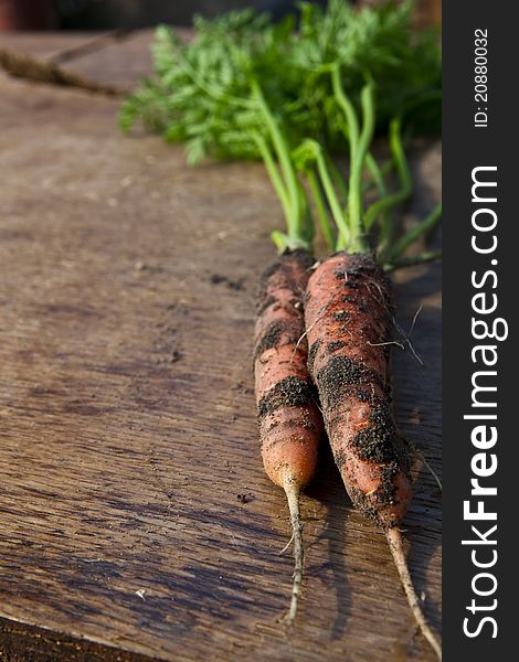 Fresh harvested carrots from the garden. Fresh harvested carrots from the garden