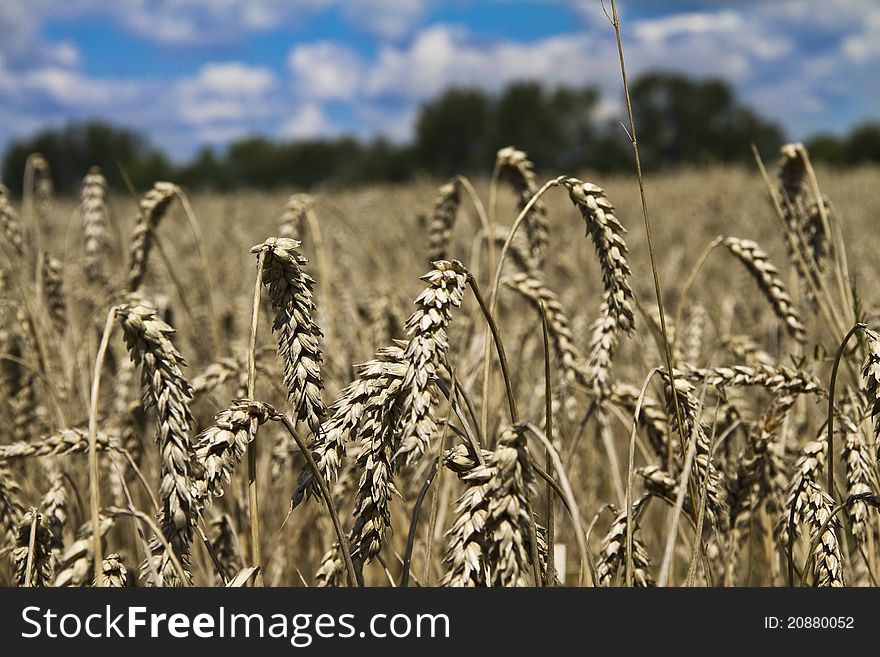 Field of wheat on claudy sky background