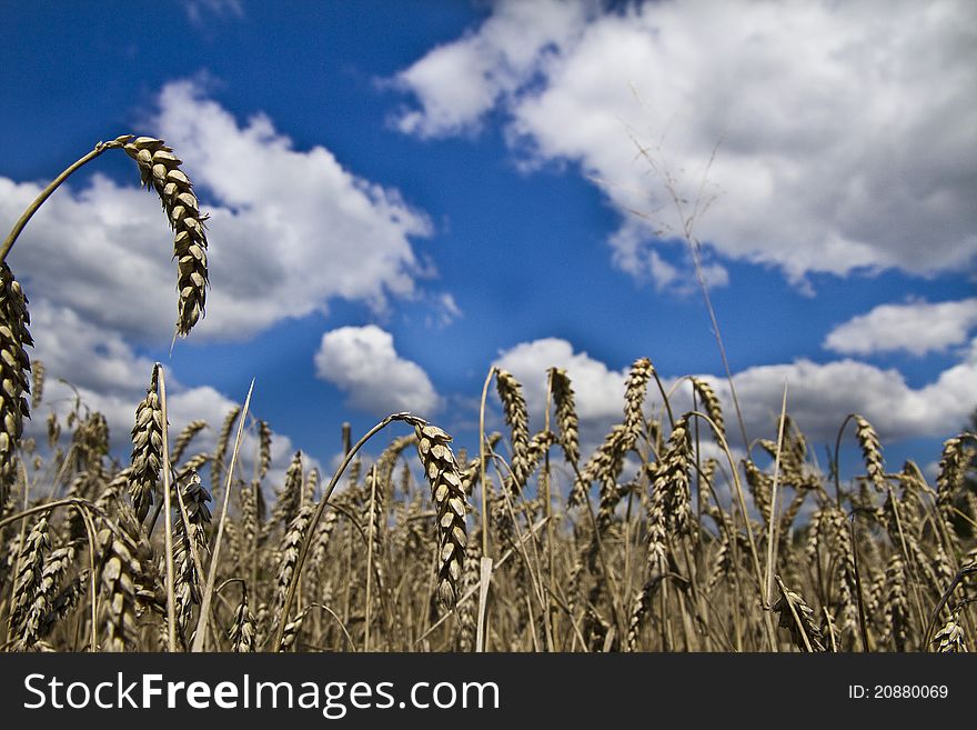 Field of wheat