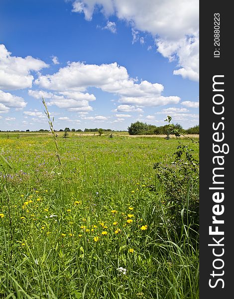 Field of wild flowers and cloudy blue sky