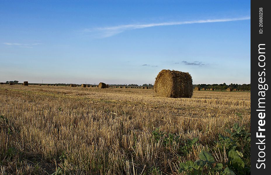 Autumn Field