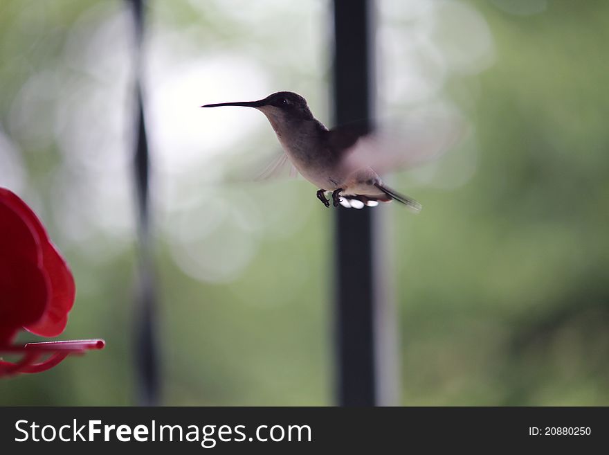 A picture of a Hummingbird flying into a feeder. A picture of a Hummingbird flying into a feeder.