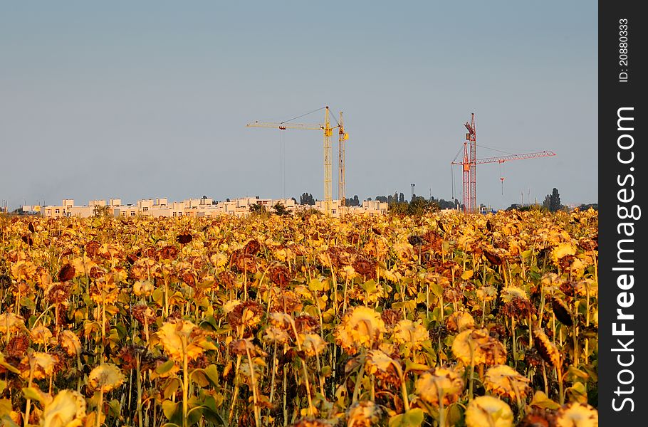 Tower cranes in the background of a field of sunflowers