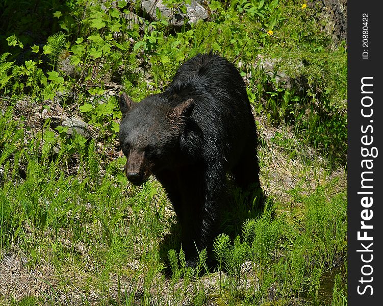 A black bear walks in the forest. A black bear walks in the forest