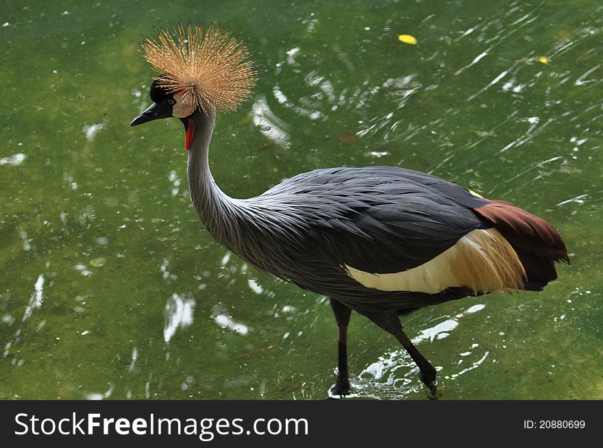 Grey Crowned Crane (Balearica regulorum) head in profile.