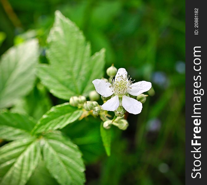 Plants in the understory consist of a mixture of seedlings and saplings of canopy trees together with understory shrubs and herbs.