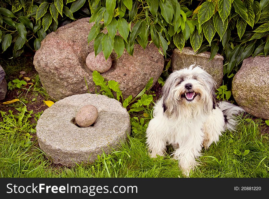 Original old stones and dog in the garden