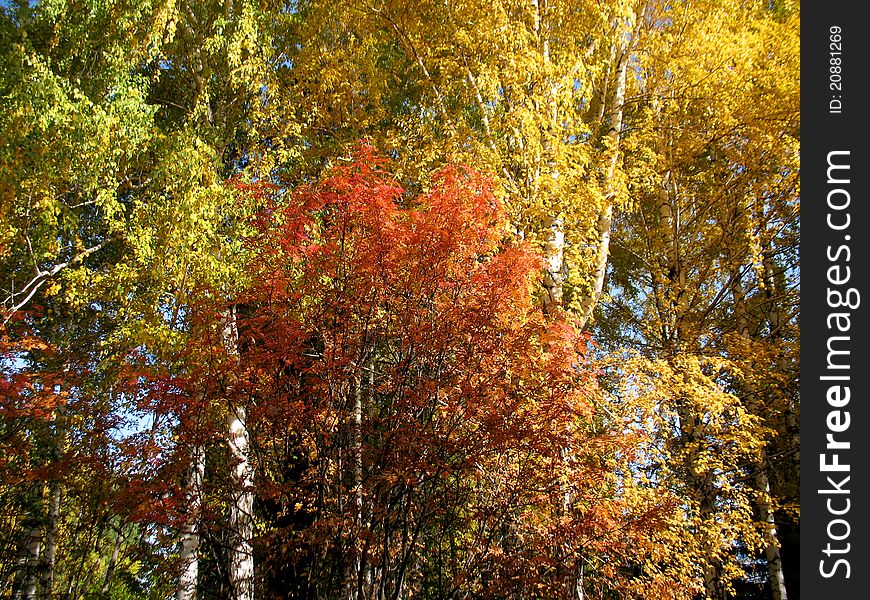 There are blue sky,autumn trees and blue sky