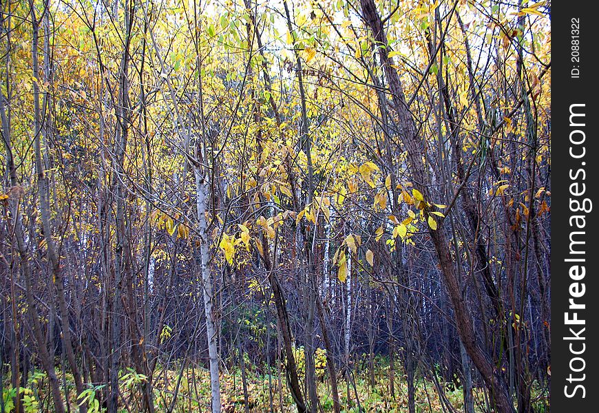 There are autumn trees and yellow leaves